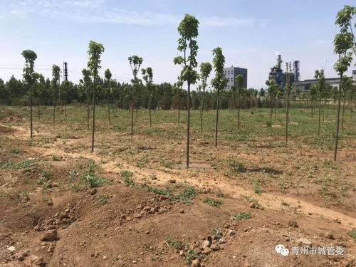 青州积极推进 双十 提升工程,全面提升城市园林绿化水平